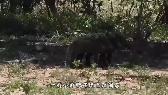 Scout赛事官方发布连败新规，老鹰争议不断！