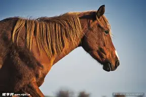 AYX APP-全斗焕兵变为何很顺利